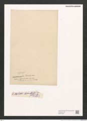 Diatomeae indet. (de-Toni-Nr.: Species 1559 ?) Zeichnungen Sammlung Grunow (NHMW-BOT-W0370729)